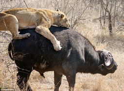 三头母狮试图教小狮子如何捕食水牛
