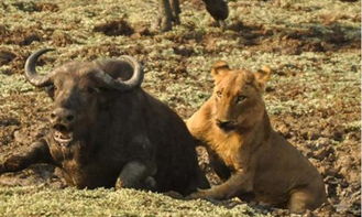 水牛被困泥潭又遭遇母狮锁喉,水牛回头看到它们 
