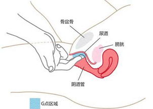 实用女性G点图 完美把握女人兴奋点