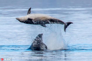 摄影师拍到两海豚在水面蹦跶 仿佛在跳 双人舞