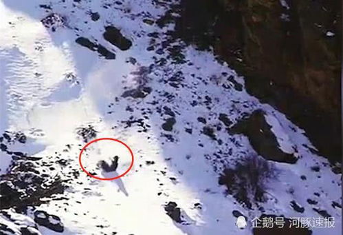 一只雪豹不惜一切代价在120米高的悬崖上捕捉岩羊