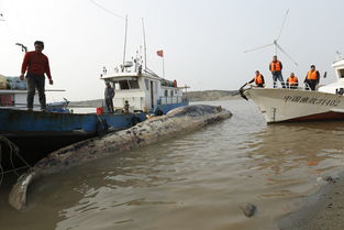 直击 上海死亡鲸鱼被拖至附近渔港码头,解剖工作将择日进行