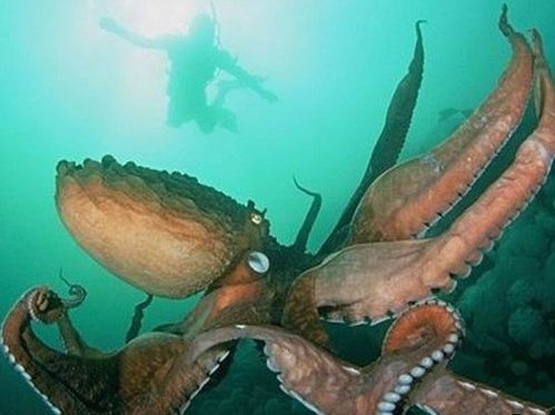 巨型章鱼突然从深海礁石上起身 扑向潜水员（视频）