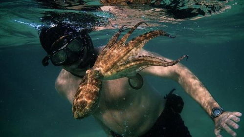 南非潜水员与章鱼表演 人鱼情深 ,深海跨物种互动太感人了