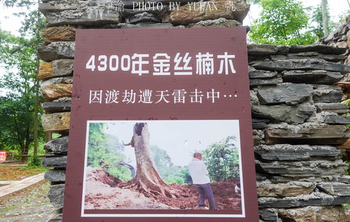 贵州深山发现4300年金丝楠木,惜遭雷击渡劫失败,如今成无价之宝
