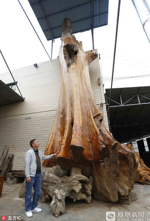 树龄4300年金丝楠木 重16吨价值超千万