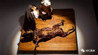 奇趣 中国与澳洲国民菜均被评为 黑暗料理 , 收入瑞典 恶心食物博物馆