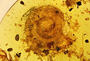 中外科研人员发现一亿年前带毛蜗牛 