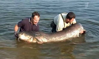 斯洛伐克渔民捕获欧洲史上最大鲶鱼 长约2.5米 