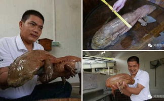重庆现百斤重巨型野生娃娃鱼 附近村民称 常听到 哭声 