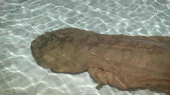 重庆百斤重巨型野生娃娃鱼年龄或超200岁 村民们以为是水怪