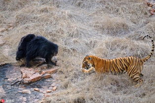 为保护幼熊 熊勇猛地逼退了两只老虎 52岁的摄影师