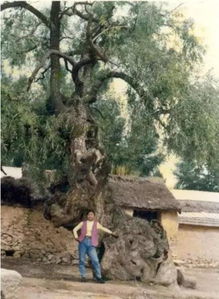 200年,河北省一个小村庄里有一棵古树走了150米(2020年河北省初中毕业生升学文化课考试数学试卷)