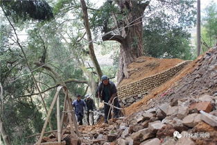 开化农村古树名木扎堆,为保护古树,村民想尽了办法...