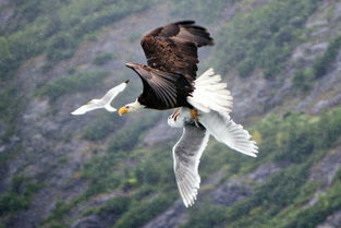 美国海鸥勇战秃鹫 欲解救被抓小伙伴 