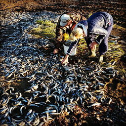俄罗斯数万沙丁鱼被冲上岸 民众开车捡鱼 大千世界 