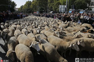马德里“放牧节” 数千只绵羊逛大街