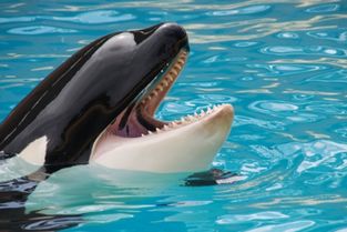 泰国一鲸鱼误吞80个塑料袋死亡