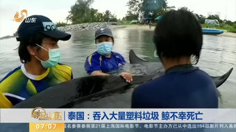 泰国 一头鲸死亡胃内发现约80个塑料袋 新浪视频 