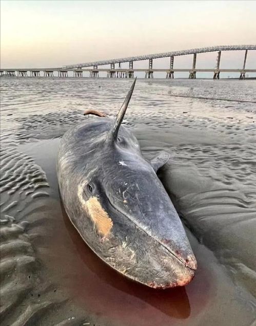上海金山12头瓜头鲸搁浅事故 为何会搁浅 救援难度究竟有多大