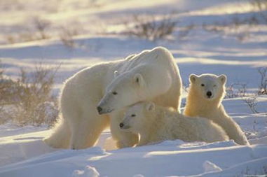 北极熊闯酒店觅食 胖得差点被窗户卡住(北极熊在海冰上觅食)