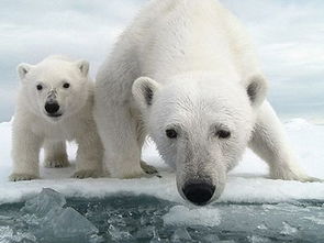 北极熊母子艰难觅食 罪魁祸首是全球变暖 