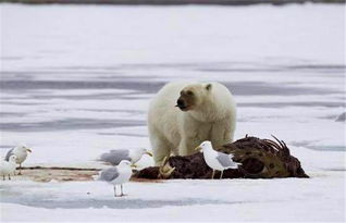 北极熊出来觅食,结果看到这东西忍不住下口了,看着恶心了
