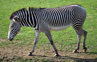 动物园给驴刷黑白条纹漆 假装是斑马