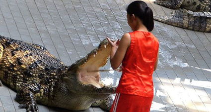 泰国女驯兽师将头塞进鳄鱼口中表演 每天仅赚4英镑 五 
