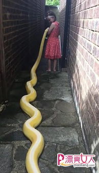 3.6米长巨蟒尾随小女孩进巷子 随后一幕惊呆了