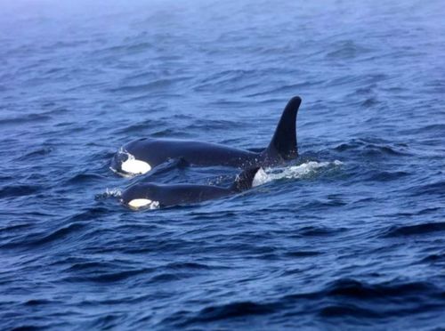 鲸鱼母亲带着死去的孩子游了7天(鲸鱼母亲托着死去的小鲸鱼)