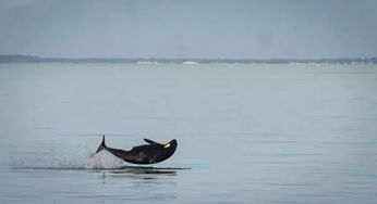 心都碎了 BC省的这条鲸鱼竟如此告别刚出生就死去的宝宝 