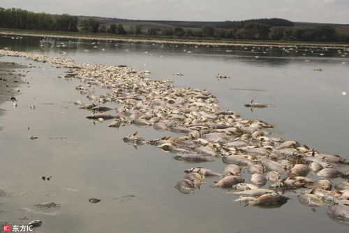 捷克现极端高温天气 几十吨死鱼浮在水面 