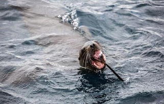 凶猛鲨鱼被海狮吃掉,场面十分震撼