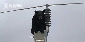两头小黑熊趴高压电线杆上睡觉 网友 咋爬上去的