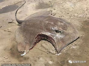 澳洲海滩现巨型黄貂鱼 其身体两侧被撕下两大块肉