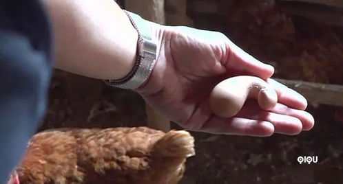 荷兰一农场主发现 便便型鸡蛋 ,这形状30年未出现