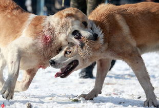 吉尔吉斯斯坦举办斗狗活动场面血腥 狼犬厮杀争当 犬种冠军 