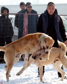 吉尔吉斯斯坦举办斗狗活动场面血腥 狼犬厮杀争当 犬种冠军 