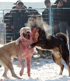 吉尔吉斯斯坦举办斗狗活动场面血腥 狼犬厮杀争当 犬种冠军 