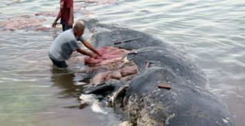 鲸尸胃塞115个塑料杯　抹香鲸尸身现5.9公斤海洋垃圾