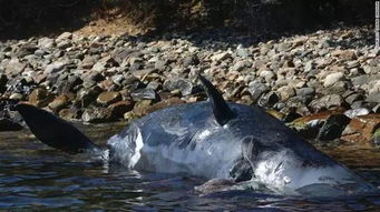 塞满44斤垃圾的怀孕抹香鲸尸体,与塑料世界之殇