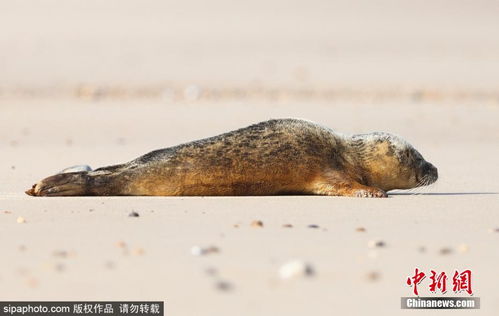 小海豹沙滩上边晒太阳边打盹 奶萌模样惹人爱 