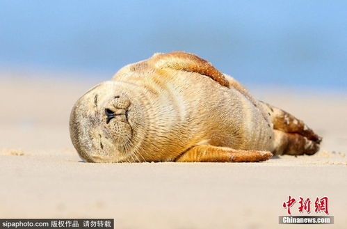 小海豹沙滩上边晒太阳边打盹 奶萌模样惹人爱 