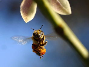 科学家研究中意外发现 蜜蜂嗅觉比狗更灵敏