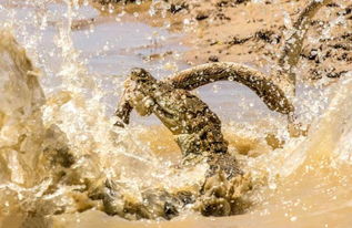 亚洲最危险的毒蛇大战巨鳄,结果被鳄鱼活活咬死 