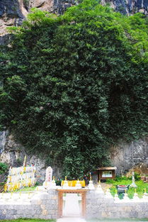 三千年的菩提树竟然长出一只 佛手 ,网友直呼 太神奇了