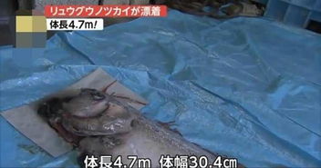 地震前兆 日本现4.7米深海巨鱼 此前地震曾出现过类似事情 2