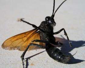 地球史上最大昆虫排行榜 最大的昆虫巨脉蜻蜓
