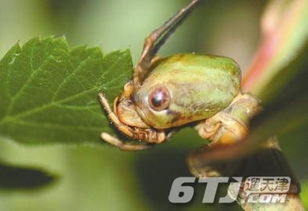 中国发现世界最长昆虫 中国巨竹节虫 被称会走动的树枝 图 